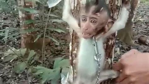 Helping a tree rat. . Tree rat monkey abuse reddit